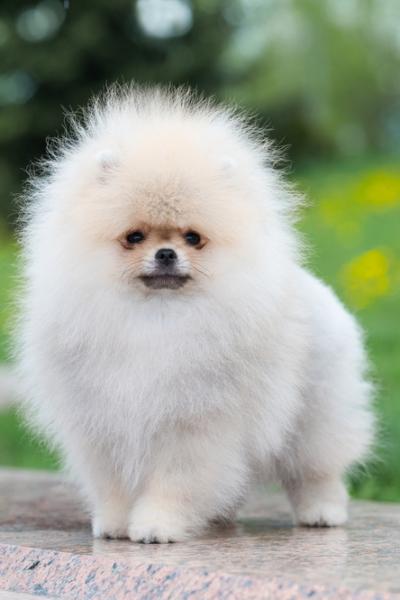 Pomeranian Spitz