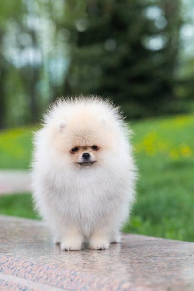 Pomeranian Spitz