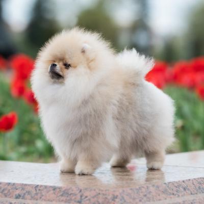 Pomeranian Spitz