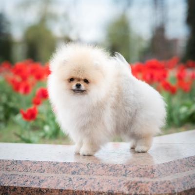 Pomeranian Spitz