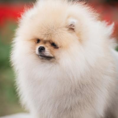 Pomeranian Spitz