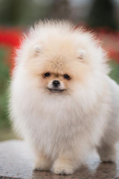 Pomeranian Spitz