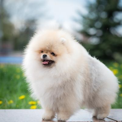 Pomeranian Spitz