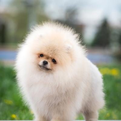 Pomeranian Spitz