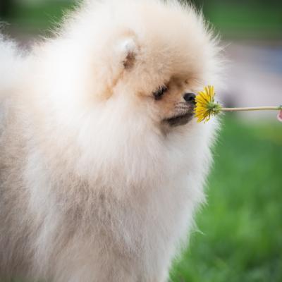 Pomeranian Spitz