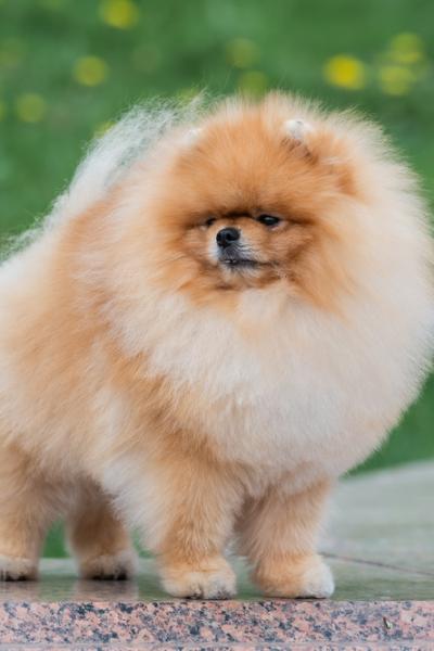 Pomeranian Spitz