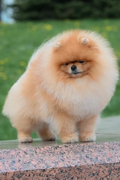 Pomeranian Spitz
