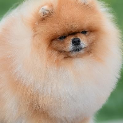 Pomeranian Spitz
