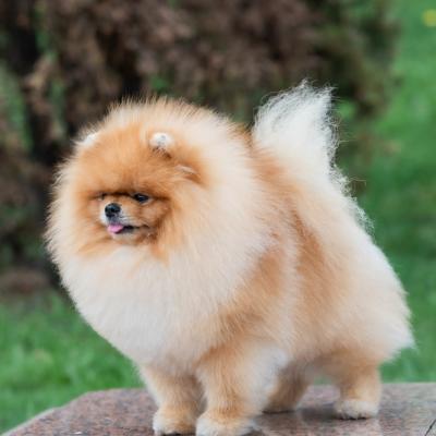 Pomeranian Spitz