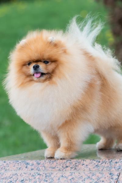 Pomeranian Spitz