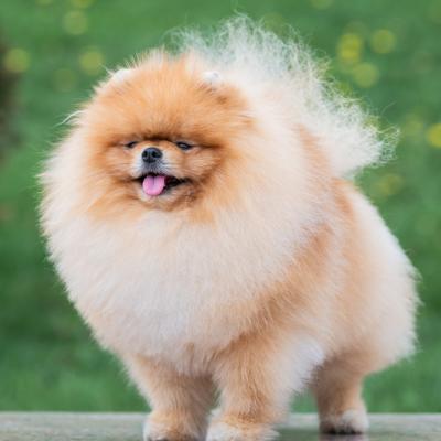 Pomeranian Spitz