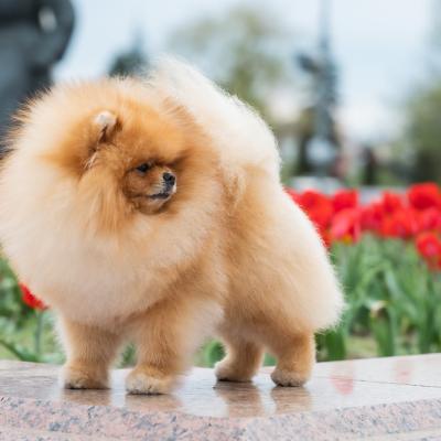 Pomeranian Spitz