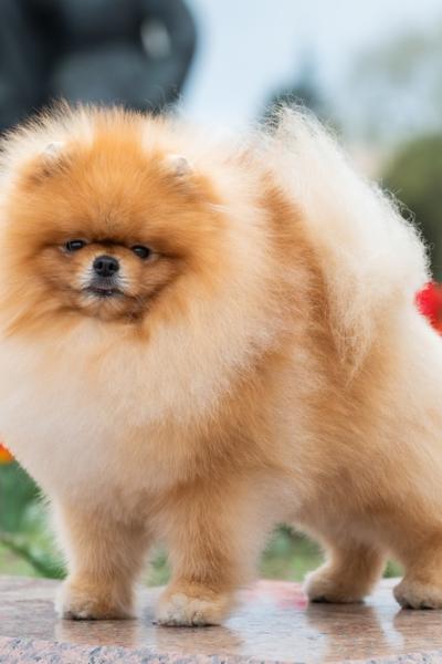 Pomeranian Spitz