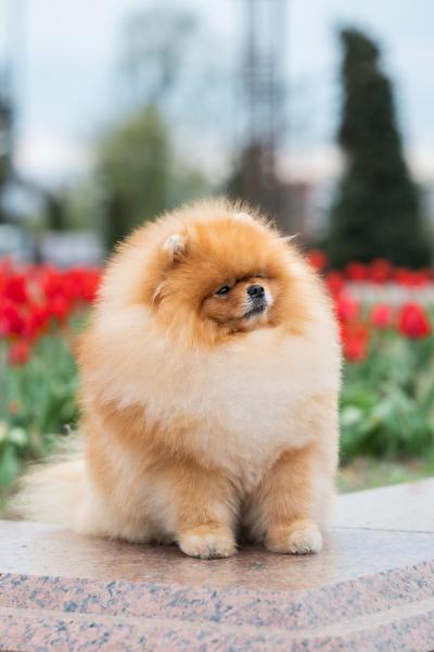 Pomeranian Spitz