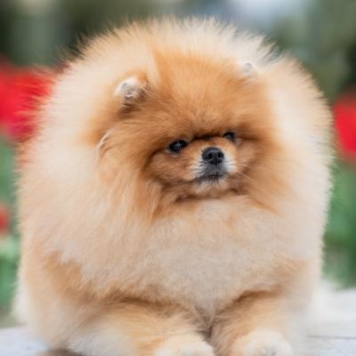 Pomeranian Spitz