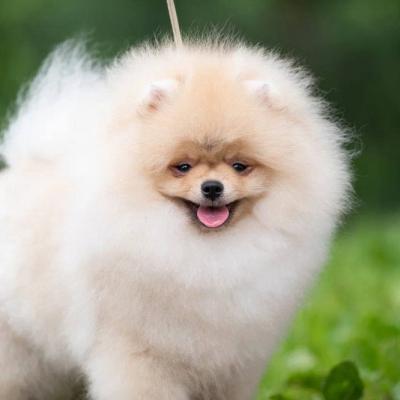 Pomeranian Spitz
