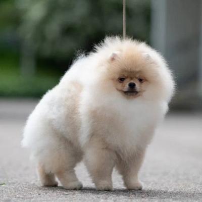 Pomeranian Spitz