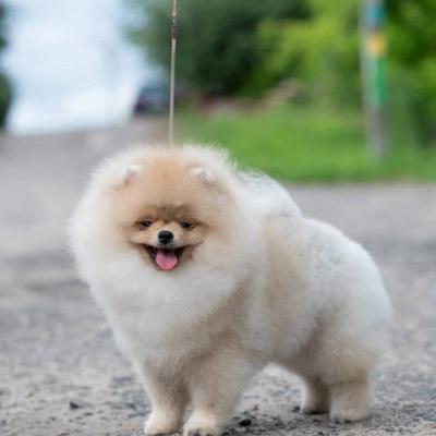 Pomeranian Spitz