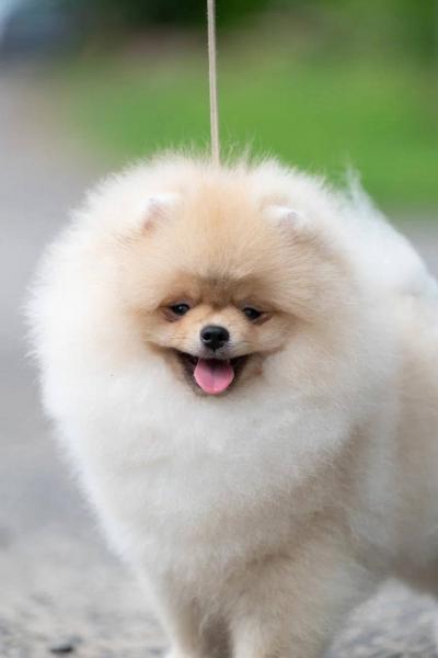 Pomeranian Spitz