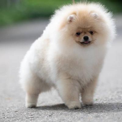 Pomeranian Spitz