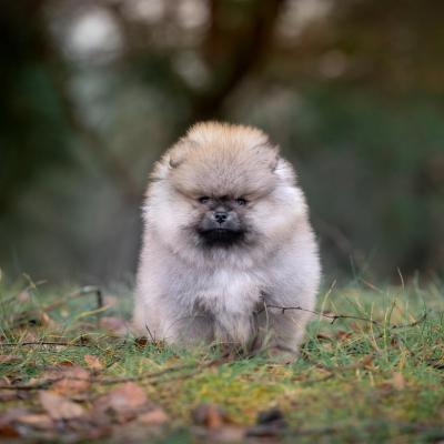 Pomeranian Spitz