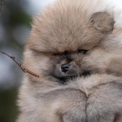 Pomeranian Spitz