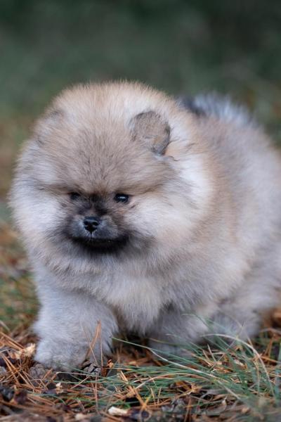 Pomeranian Spitz