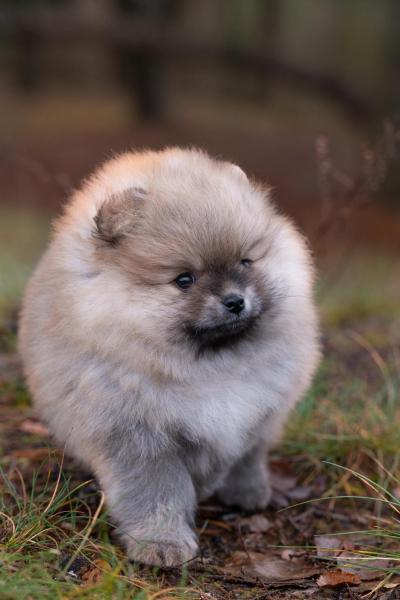 Pomeranian Spitz