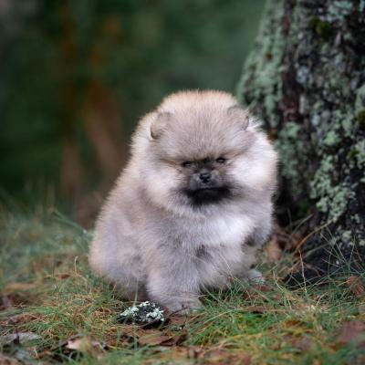 Pomeranian Spitz