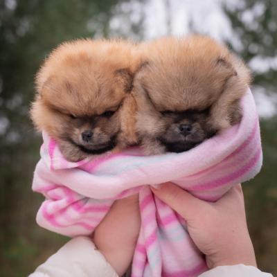 Pomeranian Spitz
