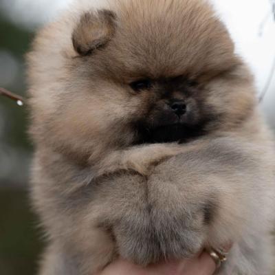 Pomeranian Spitz