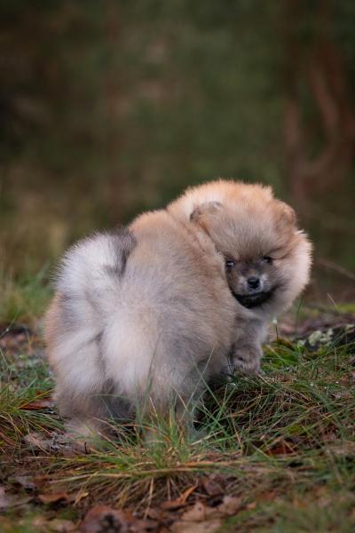 Pomeranian Spitz
