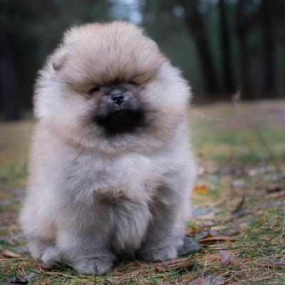 Pomeranian Spitz