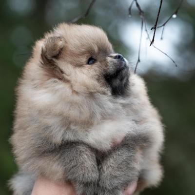Pomeranian Spitz