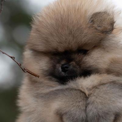 Pomeranian Spitz
