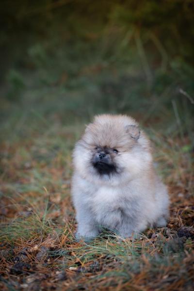 Pomeranian Spitz