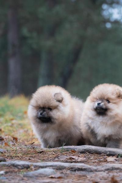 Pomeranian Spitz