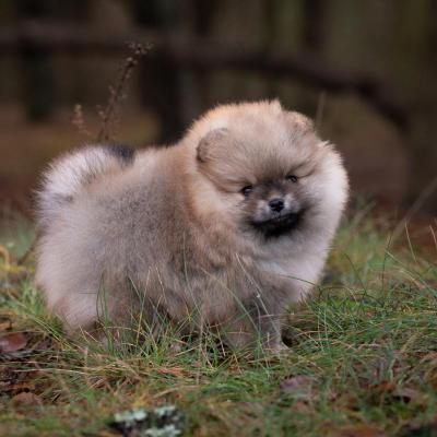Pomeranian Spitz