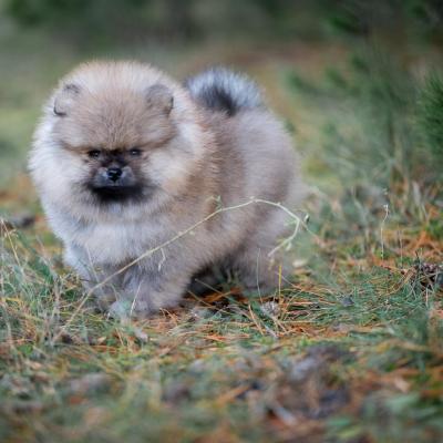 Pomeranian Spitz