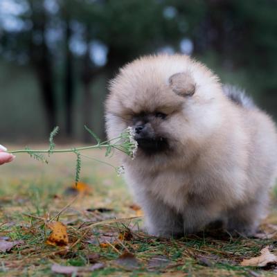 Pomeranian Spitz