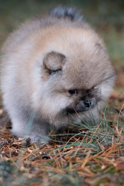 Pomeranian Spitz