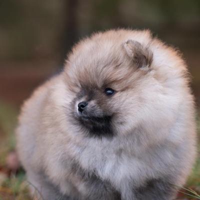 Pomeranian Spitz