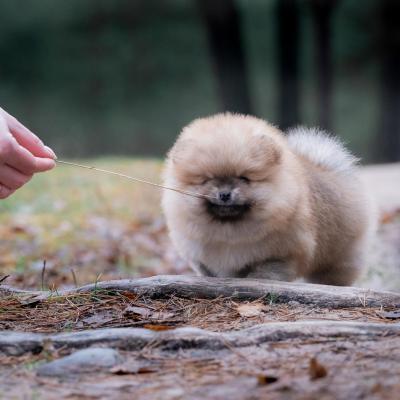 Pomeranian Spitz