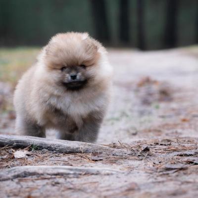 Pomeranian Spitz